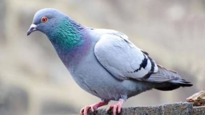 કબૂતરને જ કેમ જાસૂસ પક્ષી કહેવામાં આવે છે ? જાણો તેની પાછળનું રસપ્રદ કારણ