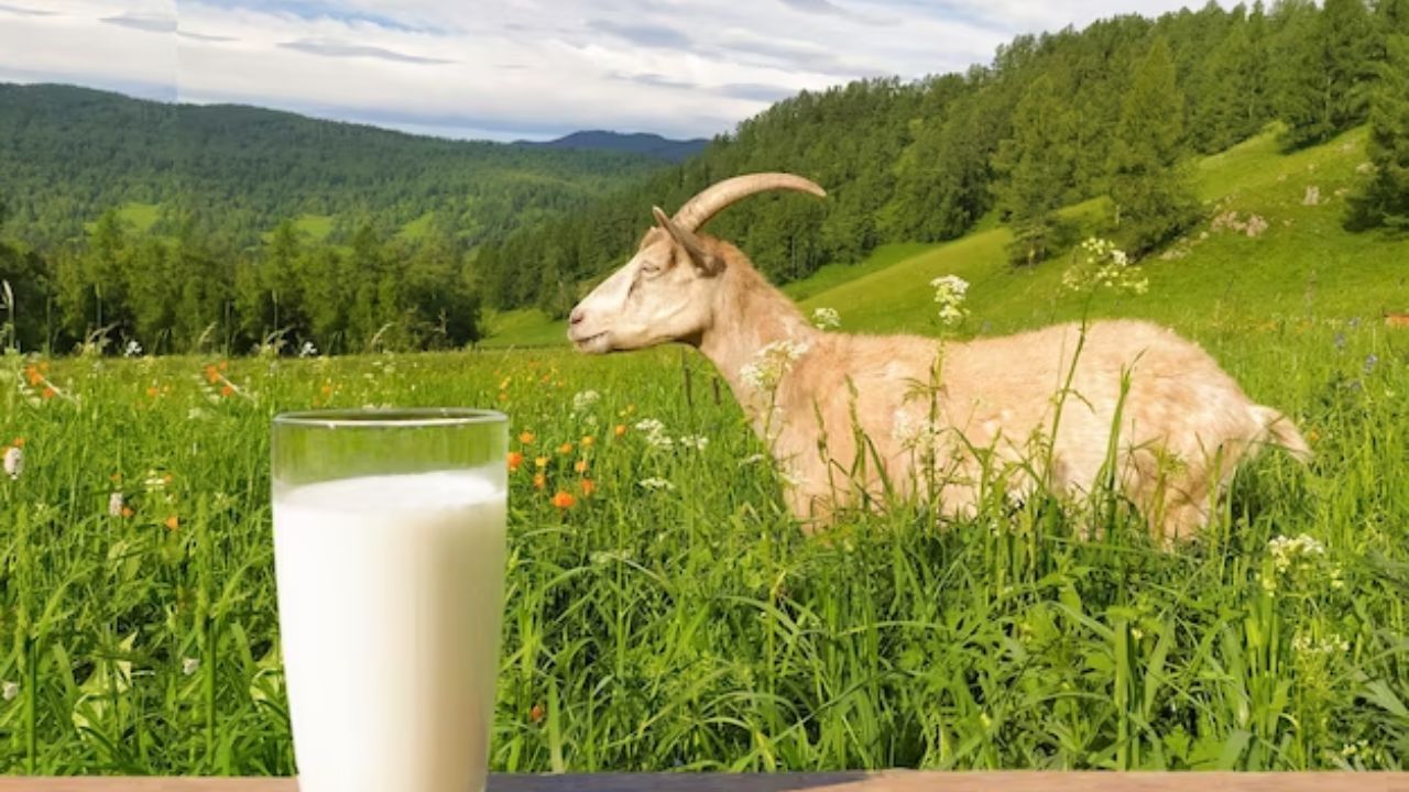 Goat's milk has slightly less lactose than cow's milk.  Also, goat's milk contains more calcium and phosphorus than cow's milk.  Due to which goat's milk is highly digestible.  It has higher absorbency and higher protein content. The fat content of both types of milk may vary slightly.