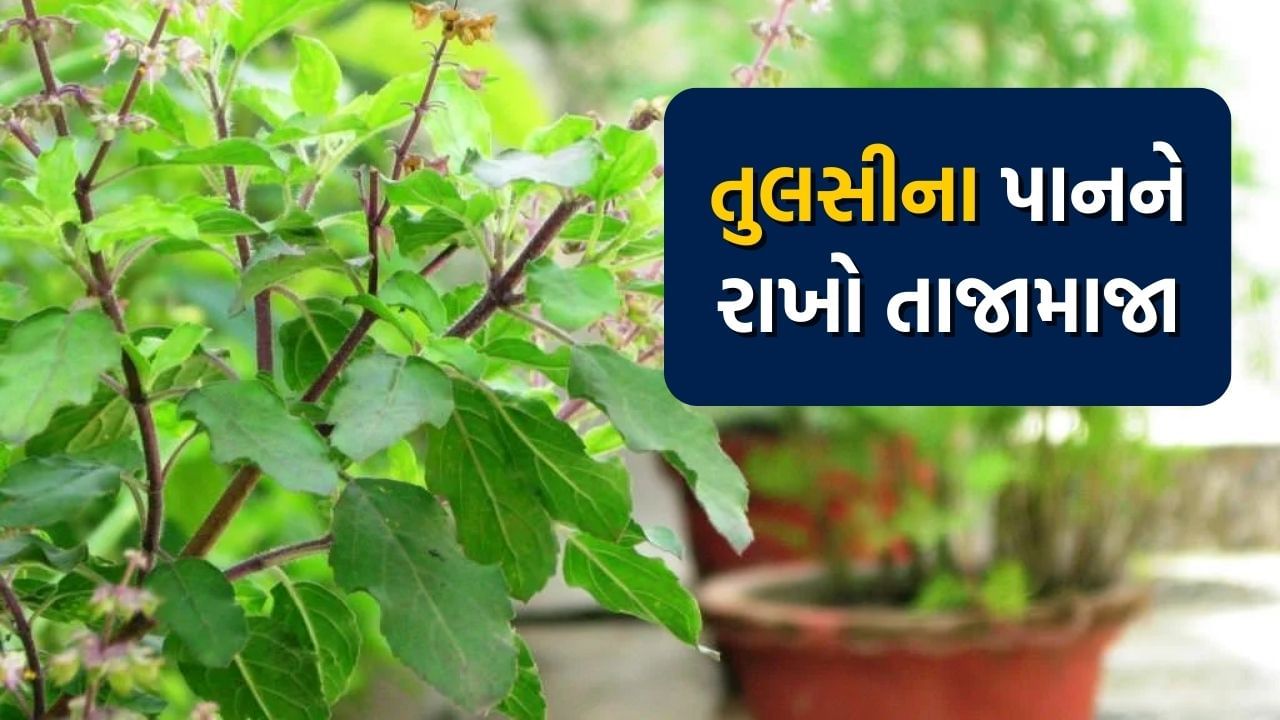 હિંદુ ધર્મમાં તુલસીના પાનનું વિશેષ મહત્વ છે, તે માત્ર ઘર માટે જ શુભ નથી પરંતુ સ્વાસ્થ્ય માટે પણ ફાયદાકારક છે. ધાર્મિક અથવા સ્વાસ્થ્ય સંબંધી કારણોસર લોકો પોતાના ઘરમાં તુલસીનો છોડ ચોક્કસ લગાવે છે. જેમ દરેક છોડ વિશેષ કાળજી માગે છે, તેવી જ રીતે આપણે તુલસીના છોડની પણ વિશેષ કાળજી લેવી જોઈએ. કાળજીના અભાવે ક્યારેક તુલસીના પાન કાળા થવા લાગે છે. શરૂઆતમાં તમે કેટલાક કાળા પાંદડા જોશો, જો તમે આ સમયે સાવચેત ન રહો તો ધીમે ધીમે બધા પાંદડા કાળા થઈ શકે છે. આ સમસ્યાનો સામનો કરવા માટે પહેલા તમારે જાણવું જોઈએ કે તુલસીના પાન કેમ કાળા થઈ જાય છે.