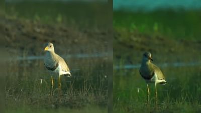 ગુજરાતમાં સૌપ્રથમવાર શિર રાખોડી ટીટોડી જોવા મળી છે. પાવાગઢના વડા તળાવ પાસે આ દુર્લભ પ્રકારનું પક્ષી જોવા મળ્યુ છે.