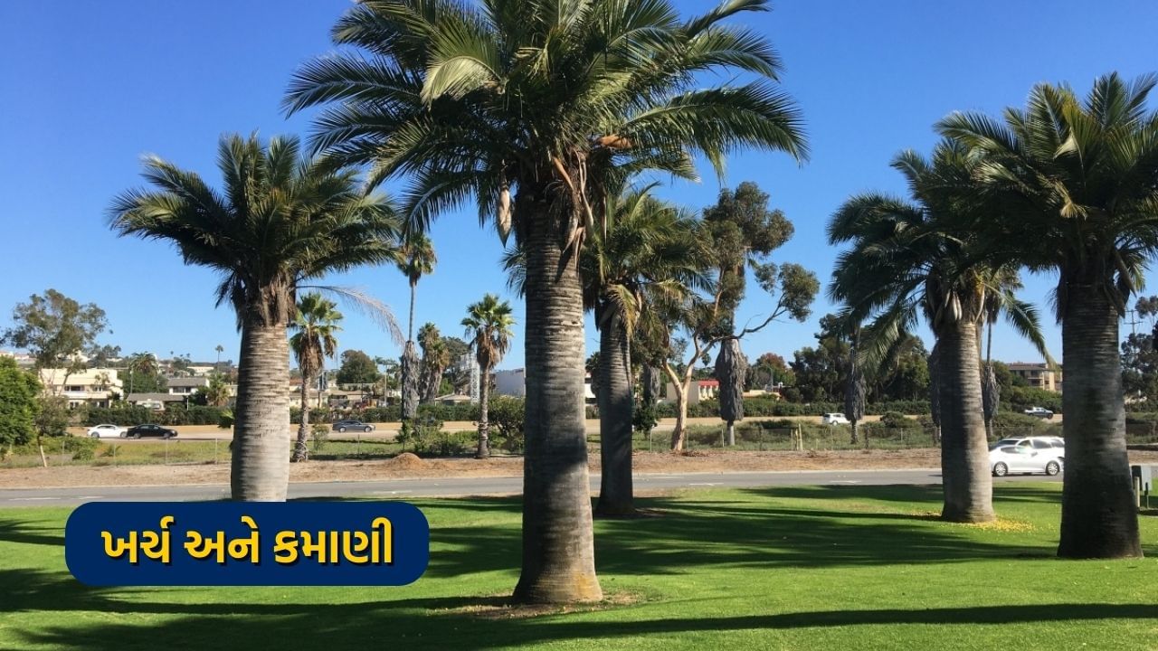 ખર્ચ અને કમાણી - ખજૂરની ખેતીમાં બહુ ખર્ચ થતો નથી. આ વૃક્ષ 70 થી 100 કિલો ઉત્પાદન આપે છે. એક એકર ખેતરમાં 70 જેટલા છોડ વાવી શકાય છે. આવી સ્થિતિમાં એક પાકની ઉપજ 5 હજાર કિલો સુધીની છે. બજારમાં મોંઘા ભાવે ખજૂર વેચાય છે. આવી સ્થિતિમાં ખેડૂતો 5 વર્ષમાં બે થી ત્રણ લાખ રૂપિયા સરળતાથી કમાઈ શકે છે. તેઓ એક ઝાડમાંથી 50 હજાર રૂપિયા સુધીની કમાણી કરી શકે છે.