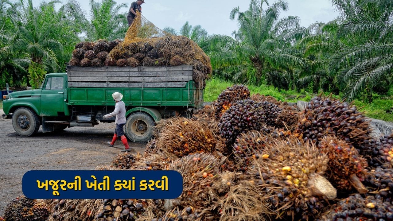 ખજૂરની ખેતી ક્યાં કરવી -  ખજૂરની ખેતી માટે યોગ્ય ડ્રેનેજ સાથે રેતાળ જમીનની જરૂર છે. સખત જમીન પર તેની ખેતી કરી શકાતી નથી. તેને વધારે પાણીની જરૂર પડતી નથી અને તેના છોડ સૂર્યપ્રકાશમાં ઉગે છે. તેના છોડને સારી રીતે વધવા માટે 30 ડિગ્રી તાપમાનની જરૂર પડે છે. તેના ફળોને પકવવા માટે, 45 ડિગ્રી તાપમાન જરૂરી છે.