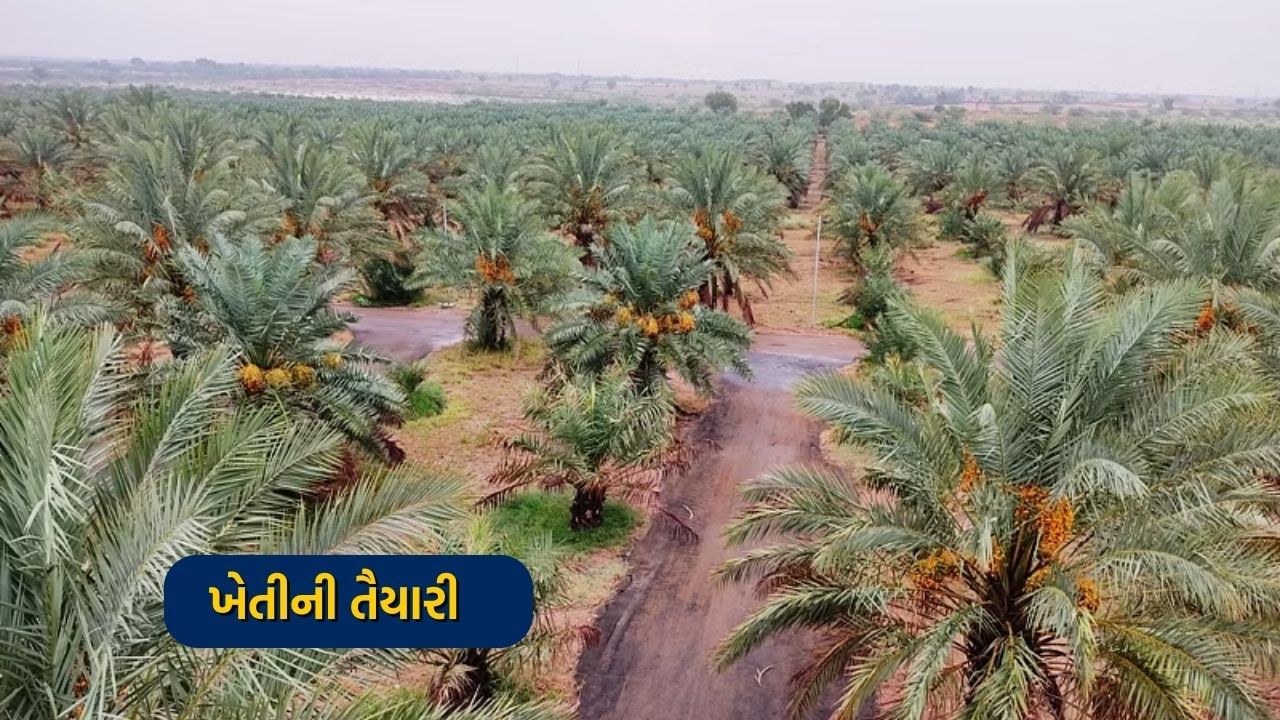 ખેતીની તૈયારી - ખજૂરની ખેતી માટે રેતાળ અને ફળદ્રુપ જમીન જરૂરી છે. આવી સ્થિતિમાં ખેતી કરતા પહેલા ખેતર તૈયાર કરવું જરૂરી છે. આ માટે સૌ પ્રથમ ખેતરનું ઊંડું ખેડાણ હળ વડે કરવું જોઈએ. ખેતરને ખુલ્લું છોડી દો અને પછી કલ્ટીવેટર દ્વારા બે થી ત્રણ ખેડાણ કરો. આમ કરવાથી ખેતરની માટી ખજૂરના ઝાડને માફક થઈ જશે. આ પછી, સમગ્ર ખેતરને સમતલ કરો. તેનાથી ખેતરમાં પાણી ભરાશે નહીં.