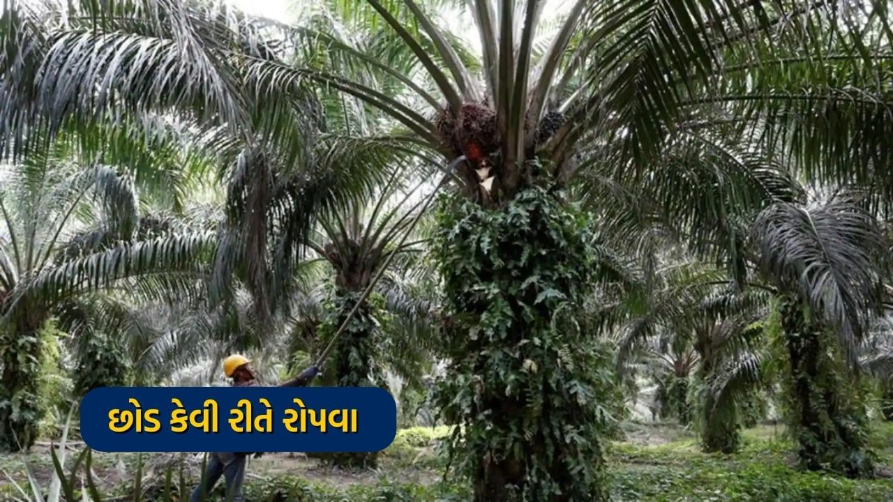 છોડ કેવી રીતે રોપવા - ખજૂરના વૃક્ષોનું વાવેતર માટે ખેતરમાં એક મીટરના અંતરે ખાડાઓ તૈયાર કરો. આ ખાડાઓમાં 25 થી 30 કિલો છાણિયું ખાતર માટી સાથે ભેળવવું. હવે તેના છોડ સરકારી નોંધાયેલ નર્સરીમાંથી ખરીદો અને તૈયાર કરેલા ખાડાઓમાં છોડ વાવો. તેના છોડ વાવવા માટે ઓગસ્ટ મહિનો યોગ્ય માનવામાં આવે છે. એક એકર જમીનમાં અંદાજે 70 જેટલા ખજૂરનાં છોડ વાવી શકાય છે. ખજૂરનો છોડ વાવેતરના 3 વર્ષ પછી પાક આપવા માટે તૈયાર થઈ જાય છે.