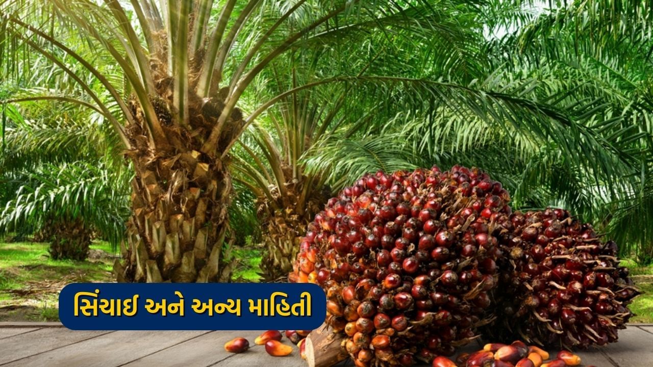 સિંચાઈ અને અન્ય માહિતી - ખજૂરના છોડને ખૂબ ઓછી સિંચાઈની જરૂર પડે છે. ઉનાળાની ઋતુમાં, તેમને 15 થી 20 દિવસ સુધી પાણી આપવું જોઈએ, જ્યારે શિયાળાની ઋતુમાં, તેમના છોડને મહિનામાં માત્ર એક જ વાર સિંચાઈની જરૂર પડે છે. જ્યારે ખજૂરના છોડ ફળ આપવાનું શરૂ કરે છે, ત્યારે પક્ષીઓના હુમલાનો ભય રહે છે. પક્ષીઓ છોડ પરના ફળોને કરડવાથી વધુ નુકસાન કરે છે, જે ઉપજને અસર કરે છે. છોડને પક્ષીઓના હુમલાથી બચાવવા માટે, છોડ પર જાળી પાથરી શકાય છે.