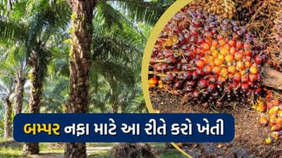 ખજૂરની ખેતી અરેબિયા અને આફ્રિકામાં થાય છે. પરંતુ ભારતમાં પણ ઘણા રાજ્યોમાં ખજૂરની ખેતી અપનાવીને ખેડૂતો સારો નફો કમાઈ રહ્યા છે. આમાં જાત બે પ્રકારની હોય છે. મહત્વનું છે કે, ખજૂર ખાવા ઉપરાંત તેના ફળોમાંથી જ્યુસ, જામ, ચટણી, અથાણું અને ઘણી બેકરી પ્રોડક્ટ્સ જેવી અનેક પ્રકારની વસ્તુઓ બનાવવામાં આવે છે.