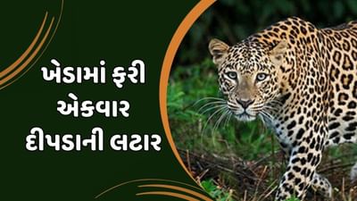 ખેડા જિલ્લામાં ફરી એકવાર દેખાયો દીપડો, વન વિભાગે ગોઠવ્યા પાંજરા