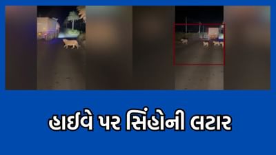 અમરેલી: પીપાવાવ પોર્ટના ફોર વે માર્ગ પર સિંહ પરિવારની લટારનો વીડિયો થયો વાયરલ