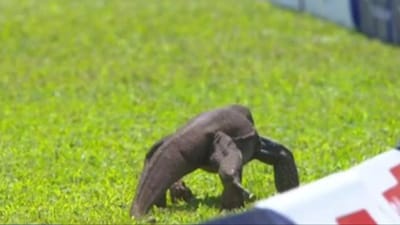 Video : ક્રિકેટ ઈતિહાસમાં પહેલીવાર બની આવી ઘટના, મોટી ગરોળીએ અટકાવી મેચ