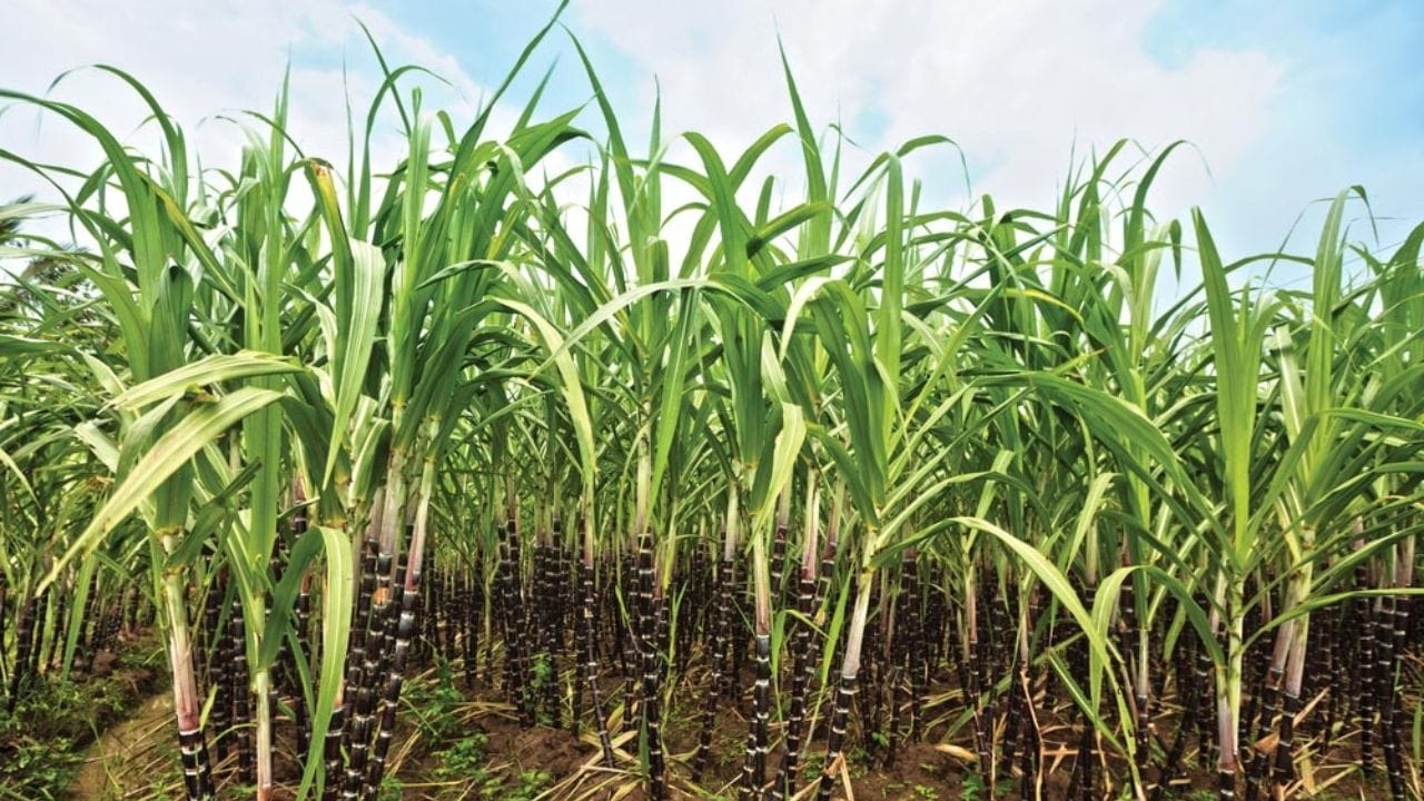 સરકારે શેરડીનો ભાવ 315 રૂપિયા પ્રતિ ક્વિન્ટલથી વધારીને 340 રૂપિયા પ્રતિ ક્વિન્ટલ કર્યો છે. એટલે કે ખાંડની મિલો પાસેથી ખેડૂતોને હવે એક ક્વિન્ટલ શેરડી માટે 340 રૂપિયા મળશે. 