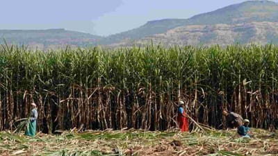 PM મોદીના ગુજરાત પ્રવાસ પહેલા ખેડૂતો માટે સરકારે મોટી જાહેરાત કરી છે. કેન્દ્ર સરકારે શેરડીના ખરીદ ભાવમાં પ્રતિ ક્વિન્ટલ 8 ટકાનો વધારો કર્યો છે. 