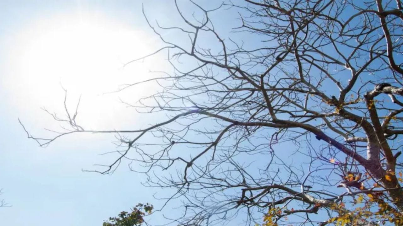 અંબાલાલ પટેલે વરસાદનો વરતારો, મેઘમહોદય ગ્રંથ, વારાહી સંહિતા વગેરે ગ્રંથોમાંથી જ્યોતિષ દ્રષ્ટિએ હવામાન અંગેનું ભવિષ્ય કથન કેમ કરવું તેનું જ્ઞાન પ્રાપ્ત કર્યું હતું. અંબાલાલ પટેલ 1980થી સતત ઠંડી, ગરમી અને વરસાદ અને વાવાઝોડાને લઇને પણ આગાહી કરતા આવ્યા છે. 
