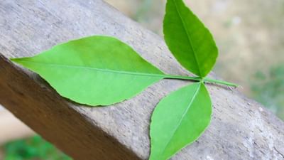 સ્વસ્થ રહેવા માટે શરીરની રોગપ્રતિકારક શક્તિ હોવી ખૂબ જ જરૂરી છે. જો તમે વારંવાર બીમાર પડો છો, તો તમારે દરરોજ સવારે ખાલી પેટે બેલપત્રનું સેવન કરવું હીતાવહ છે. જેમાં બેલપત્રામાં વિટામીન સી હોય છે. જેમાં રોગપ્રતિકારક શક્તિને મજબૂત બનાવવામાં મદદ કરે છે.