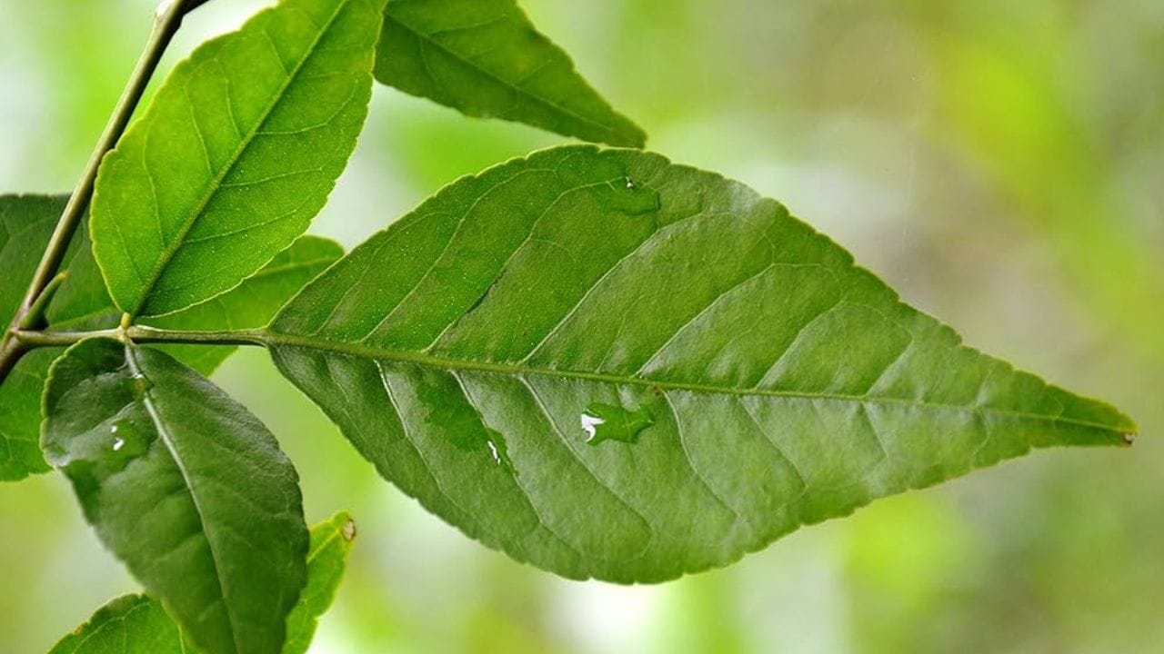 દરરોજ સવારે બિલીપત્ર ખાવાથી શરીરને ઠંડુ રાખવામાં મદદ મળે છે.બિલીપત્રની તાસીર ઠંડી હોવાથી તેને ઉનાળામાં ખાવાથી કાળઝાળ ગરમીથી ઘણી રાહત મળશે.