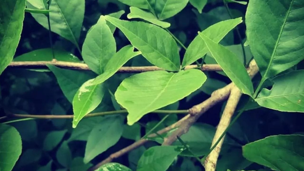 ડાયાબિટીસના દર્દીઓ માટે પણ બેલપત્ર ખૂબ જ ફાયદાકારક છે. ડાયાબિટીસના દર્દીઓ દરરોજ સવારે ખાલી પેટે બેલપત્રનું સેવન કરી શકે છે. બેલપત્રામાં હાજર ફાઇબર અને અન્ય જરૂરી પોષક તત્વો બ્લડ સુગર લેવલને નિયંત્રિત કરવામાં મદદરૂપ છે.