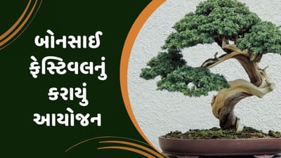 Ahmedabad Video: પર્યાવરણ પ્રેમીઓ માટે બોનસાઈ ફેસ્ટિવલનું આયોજન, 50થી 100 વર્ષ જૂના વૃક્ષ જોવા મળશે