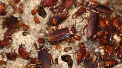 ઘરમાં સફાઇ રાખવા છતા પણ વંદાઓનો ત્રાસ થઇ જાય છે. તેના ઘરમાં રહેવાના કારણે ફૂડ પોઈઝનિંગનું જોખમ રહેલું છે. તેનાથી ટાઈફોઈડ પણ થઈ શકે છે. આ સિવાય જો તમે કોઈ એવી વસ્તુ ખાઓ છો જેને વંદો અડ્યો હોય તો તમને એલર્જી, ફોલ્લીઓ અને આંખોમાં પાણી આવવાની સમસ્યા થઈ શકે છે.જો કે તમે મિનિટોમાં કેટલીક ટિપ્સથી આ વંદાઓથી જ છુટકારો મેળવી શકો છો.