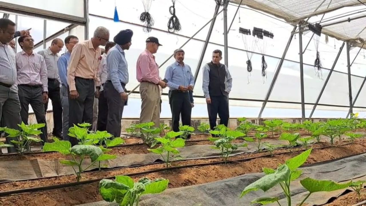 Indo Israel Vegetable Center of Excellence Prantij (5)