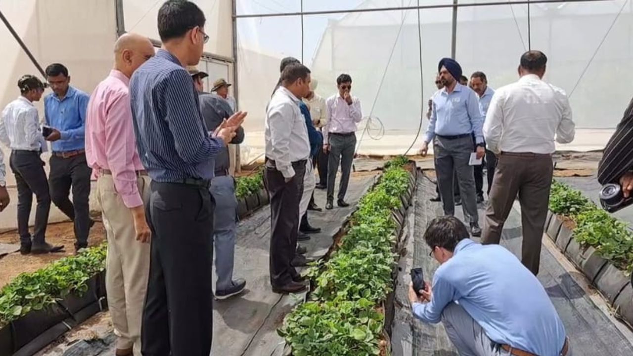 Indo Israel Vegetable Center of Excellence Prantij (6)