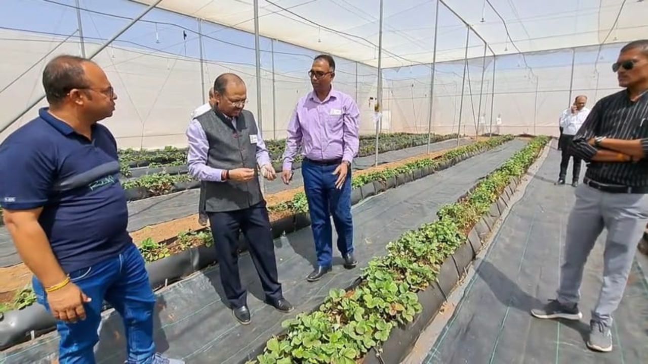 Indo Israel Vegetable Center of Excellence Prantij (8)