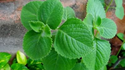 અજમો એક ઔષધિ છે જે આપણા ભોજનનો સ્વાદ બમણો કરે છે. અને દરેક વ્યક્તિ અજમાના ઔષધીય ગુણોથી વાકેફ છે. જો પેટમાં ગેસની સમસ્યા થાય અથવા પાચન સ્વાસ્થ્યમાં ખલેલ પડે તો ઘરેલુ ઉપચારમાં આપડા વડિલો અજમો ખાવાનું કહે છે અને તે ખાધા પછી ઘણી રાહત થઈ જાય છે.  પરંતુ શું તમે જાણો છો કે અજમાના પાન પણ તમારા સ્વાસ્થ્ય માટે એટલા જ ફાયદાકારક છે. અજમાના પાનનો ઉપયોગ આયુર્વેદિક દવાઓમાં થાય છે. અને તે આપણા શરીરને જરૂરી એવા ઘણા સ્વાસ્થ્ય લાભો પૂરા પાડે છે. (ફોટો ક્રેડિટ- સોશિયલ મીડિયા)