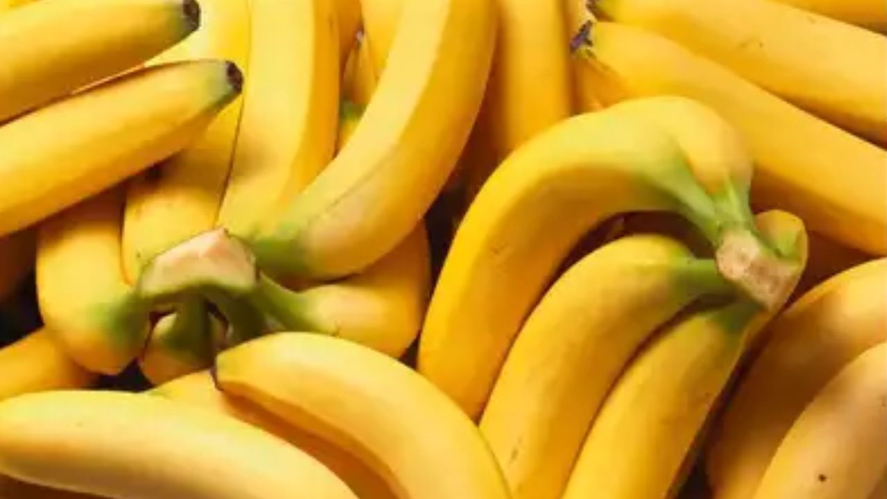 કેળાના ફાયદા : કેળા વર્ષના તમામ બાર મહિનામાં બજારમાં ઉપલબ્ધ સૌથી વધુ વેચાતું ફળ છે. પરંતુ શું તમે જાણો છો કે આ સરળ દેખાતું ફળ માત્ર સ્વાદ માટે જ નહીં પરંતુ સ્વાસ્થ્ય માટે પણ ફાયદાકારક છે. આ સિઝનમાં કેળાનું સેવન કરવાથી ઘણી બીમારીઓથી બચી શકાય છે. કેળામાં મેગ્નેશિયમ, પોટેશિયમ, વિટામિન B6 અને અન્ય ઘણા પોષક તત્વો હોય છે જે પાચન અને હૃદયના સ્વાસ્થ્ય માટે સારા હોય છે. ચાલો જાણીએ કેળા ખાવાના સ્વાસ્થ્ય લાભો.
