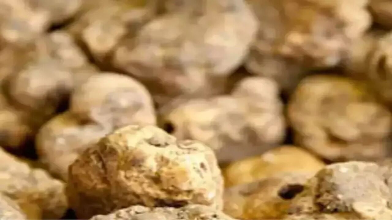 The European white truffle is a type of mushroom.  Its price is in lakhs of rupees.  It grows on trees by itself.  Its price is around 5 lakh rupees per kg.  It is considered the most expensive mushroom in the world.  It takes a lot of effort to find it.