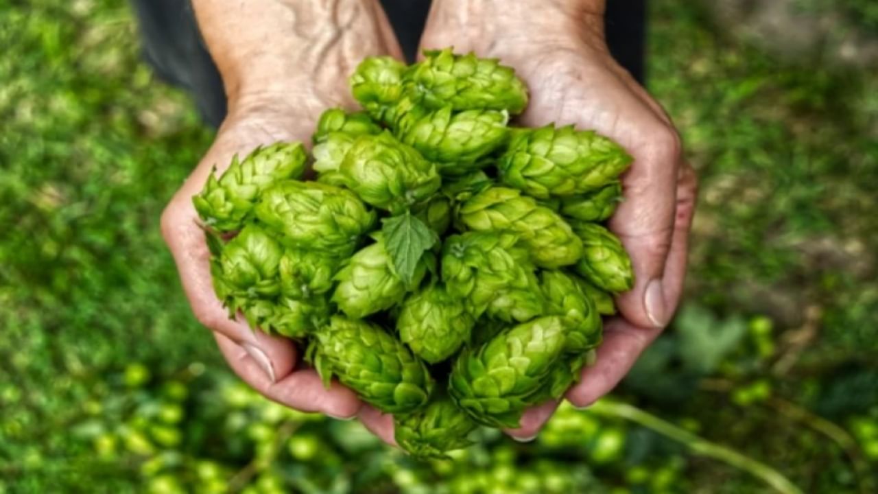 Hop shoots are very useful in anxiety, tension and nervousness.  It looks like grass.  But its price is very high.  The price of hop shoots ranges from 85 thousand rupees to 1 lakh rupees per kg.  It is called the most expensive and precious vegetable.