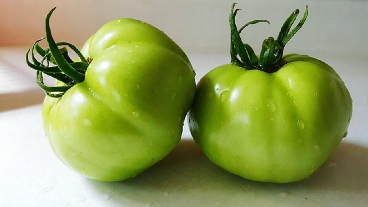 Green tomatoes can prove helpful in boosting immunity and eyesight.  If you once knew about the benefits of eating green tomatoes then today you should start eating green tomatoes instead of red tomatoes.  Its taste may be slightly sour compared to red tomato.  You can eat green tomatoes in chutney, salad or as a vegetable.  Some people like to pickle green tomatoes.  (Photo Credit-Social Media)
