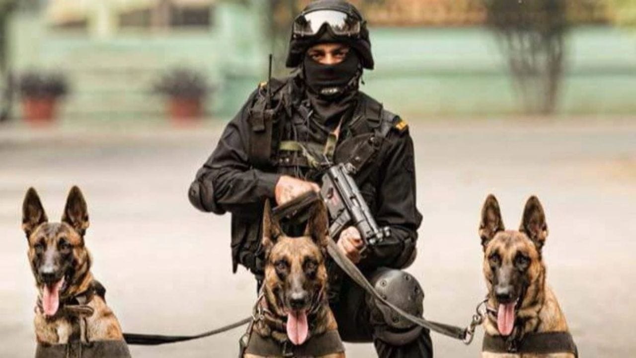 મળતી માહિતી મુજબ સેનામાં ભરતી કરાયેલા શ્વાનને દર મહિને કોઈ પગાર આપવામાં આવતો નથી ફક્ત તેમના ભોજન અને અન્ય પ્રકારની જાળવણીની સંપૂર્ણ જવાબદારી સેના ઉપાડે છે. એટલું જ નહીં, સેનામાં ભરતી કરાયેલા શ્વાનની સંભાળ લેવાની જવાબદારી તેના હેન્ડલરની હોય છે. હેન્ડલર શ્વાનને ખવડાવવાથી લઈને તેની સ્વચ્છતાની કાળજી લેવા સુધીની દરેક બાબતોનું ધ્યાન રાખે છે. દરેક શ્વાનના હેન્ડલર તેમને લશ્કરી કામગીરી દરમિયાન વિવિધ કાર્યો કરવા માટે બનાવે છે.