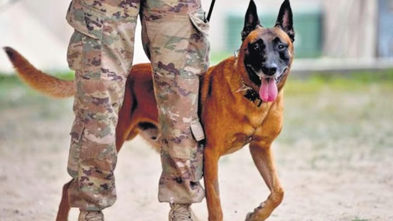 સેનાના ડોગ યુનિટમાં સામેલ ડોગ્સનું મુખ્ય કામ માદક દ્રવ્યથી લઈને વિસ્ફોટક પદાર્થ સુધીની દરેક વસ્તુને શોધી કાઢવાનું છે. આ સિવાય તે ઘણા જોખમી મિશનમાં પણ સેનાનો સાથ આપે છે. આર્મીના ડોગ યુનિટમાં સમાવિષ્ટ શ્વાન રક્ષકની ફરજ, પેટ્રોલિંગ, IED વિસ્ફોટકો સુંઘવા, લેન્ડમાઈન શોધવા, ડ્રગ્સને અટકાવવા, ચોક્કસ લક્ષ્યો પર હુમલો કરવા, હિમપ્રપાતના કાટમાળને સ્કેન કરવા અને ભાગેડુઓ સહિત આતંકવાદીઓના છુપાયેલા સ્થળો શોધવા માટે જવાબદાર છે. આ માટે તેને તાલીમ આપવામાં આવે છે. (All Photos - Social Media)