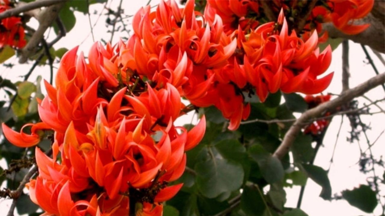 યોનિ સંક્રમણમાં ઉપયોગી : જો તમે કોઈપણ પ્રકારના યોનિ સંક્રમણના ચેપથી પરેશાન છો, કેસૂડાના પાનમાંથી બનાવેલ ઉકાળો નિયમિતપણે ઉપયોગ કરો. તે લ્યુકોરિયા (સફેદ અથવા પીળો યોનિમાર્ગ સ્રાવ) અને યોનિના ચેપમાં અસરકારક છે. આ સાથે કેસૂડો જાતીય નબળાઈ દૂર કરવામાં મદદ કરે છે. તેની વાજીકરણ (કામોત્તેજક) પ્રકૃતિ અને કષાય ગુણધર્મોને લીધે તે જાતીય રોગોને મટાડવામાં મદદ કરે છે. (ફોટો ક્રેડિટ- સોશિયલ મીડિયા)