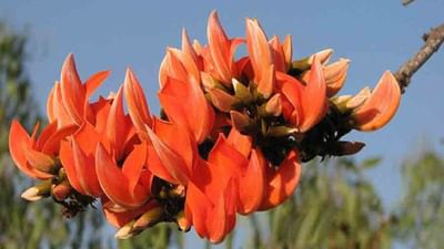 હોળી આવવાની સાથે આ દિવસોમાં કેસૂડાના ફૂલો ખીલે છે. હોળીના તહેવારમાં આ ફુલનો ઉપયોગ રંગો બનાવવા માટે થતો હતો. લોકો હોળીના ઘણા દિવસો પહેલા આ સુંદર લાલ ફૂલને પાણીમાં પલાળીને રંગો બનાવવા માટે ઉકાળતા  અને આ રંગથી હોળી રમવામાં આવતી હતી. આજે પણ તેનો ઉપયોગ હોળી દરમિયાન મથુરા, વૃંદાવન અને શાંતિનિકેતન વગેરે સ્થળોએ થાય છે. કેસૂડાના ફૂલમાં અનેક ઔષધીય ગુણો છે. કેસૂડાના ઝાડના ફૂલો અને બીજનો દવાઓ બનાવવામાં આવે છે અને આયુર્વેદમાં પ્રાચીન સમયથી તેનો ઉપયોગ કરવામાં આવે છે.ત્યારે ચાલો જાણીએ તેના ફાયદા. (ફોટો ક્રેડિટ- સોશિયલ મીડિયા)