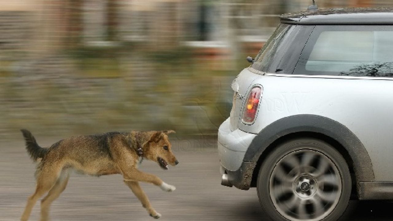કાર કે બાઈકની પાછળ કેમ દોડે છે શ્વાન ? આ છે સાચું કારણ Gujarati News