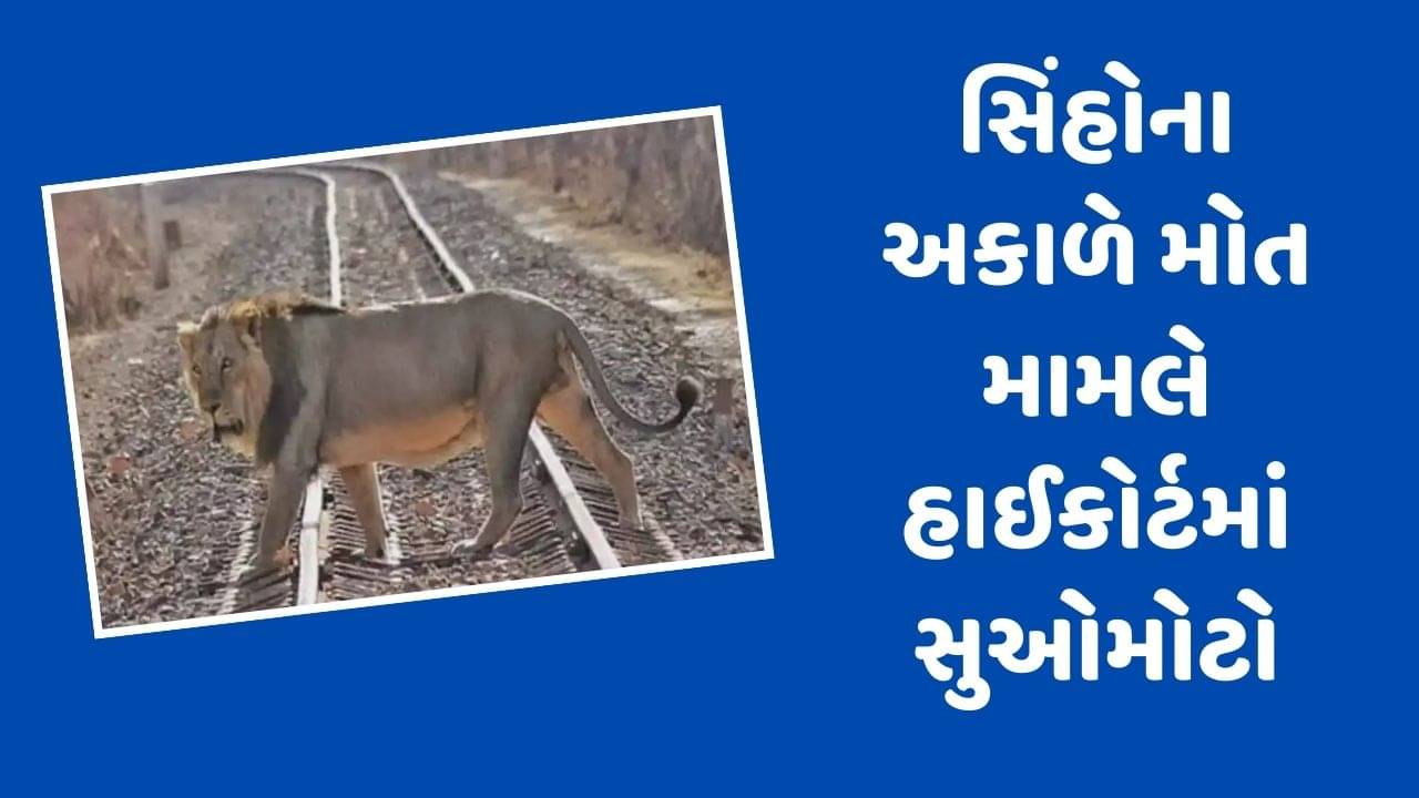 એશિયાટિક સિંહોના અકાળે મોત મામલે હાઈકોર્ટમાં સુઓમોટો, રેલવે વિભાગ સામે કરી લાલ આંખ, જુઓ Video