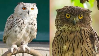 રાત્રે ઘુવડને જોવું શુભ છે કે અશુભ, જાણો મુશ્કેલીઓ દૂર થાય છે કે નહીં