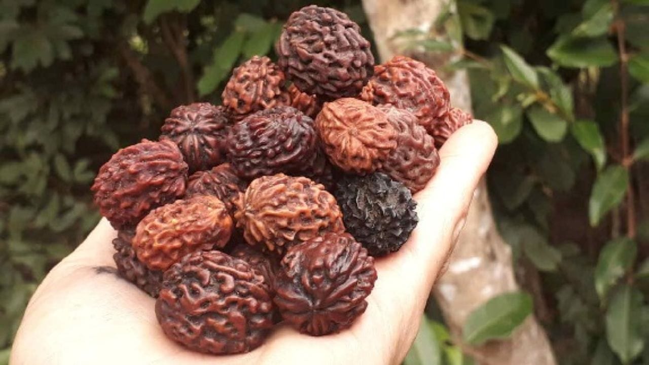 પર્સમાં રુદ્રાક્ષ રાખવાથી ગરીબી દૂર થાય છે અને ધનની વૃદ્ધિ થાય છે. તમારે તમારા ઘરની તિજોરી અથવા અલમારીમાં હંમેશા રુદ્રાક્ષ રાખવું જોઈએ. ( નોંધ:અહી આપવામાં આવેલી જાણકારી ધાર્મિક આસ્થાઓ અને લોક માન્યતાઓ આધારિત છે.આ માહિતી માત્ર જાણકારી આપવા માટે છે.) 