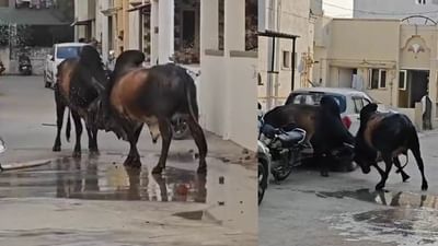 ભરૂચ : ભોલાવ વિસ્તારમાં રખડતાં પશુઓએ આતંક મચાવ્યો, જુઓ વીડિયો