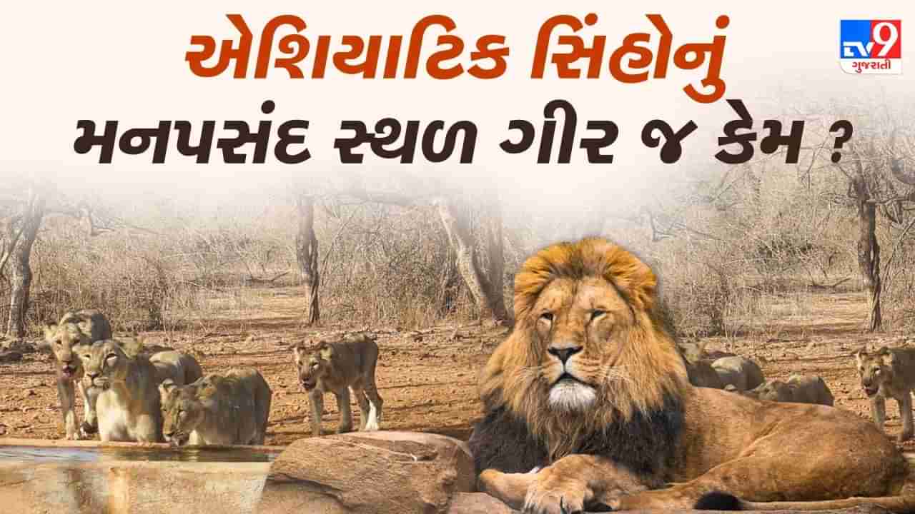 સિંહના ઠેકાણા ન હોય તો એશિયાટિક સિંહ માત્ર ગુજરાતમાં જ કેમ જોવા મળે છે ? જાણો આ સાવજની શું છે ખાસિયત