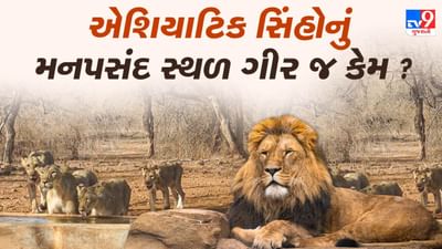 'સિંહના ઠેકાણા ન હોય' તો એશિયાટિક સિંહ માત્ર ગુજરાતમાં જ કેમ જોવા મળે છે ? જાણો આ સાવજની શું છે ખાસિયત