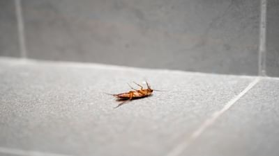 ક્યારેક રસોડાના સ્લેબ પર, ક્યારેક કેબિનમાં, બાથરૂમમાં, પલંગની નીચે તો ક્યારેક સિંકના ગંદા વાસણોમાં પણ કોકરોચ જોવા મળે છે. જો જોવામાં આવે તો ઘરમાં એવી કોઈ જગ્યા નથી કે જ્યાં આ વંદાઓ દેખાતા ન હોય.