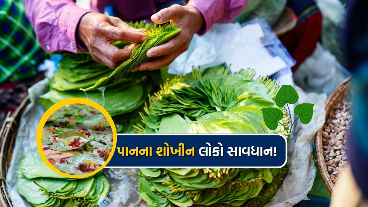 Health News in Gujarati eat paan harmfull for these 6 people (8)