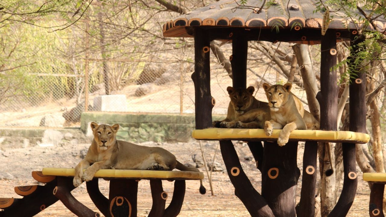 Pradhyuman Zoological Park (2)
