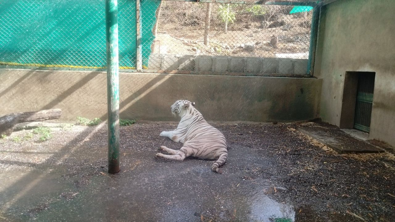Pradhyuman Zoological Park (4)