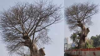 મેટ્રો પ્રોજેક્ટની કામગીરી વચ્ચે આવતુ હેરિટેજ વૃક્ષ ચોરઆમલાને નહી હટાવાય , જુઓ આ વૃક્ષની તસ્વીરો
