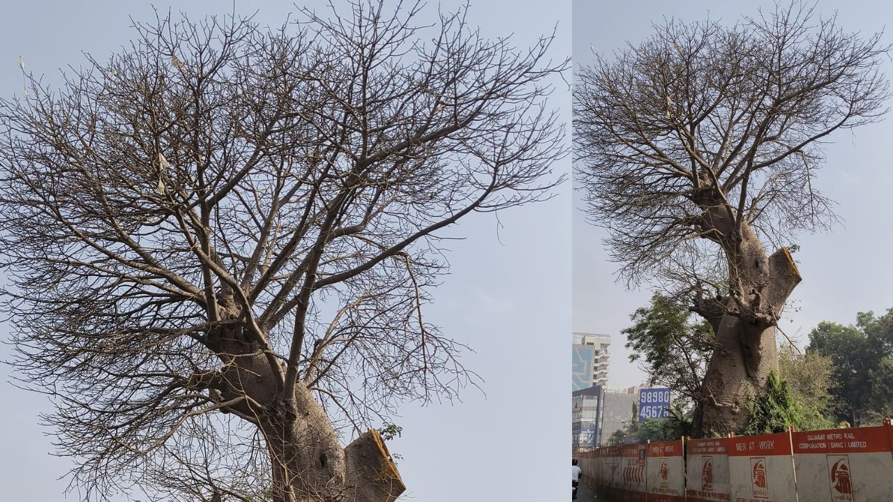 અડાજણના આ ગોરખ આમલાનાં વૃક્ષને ગુજરાત રાજ્યના વન વિભાગ સુરત મહાનગરપાલિકા અને અડાજણ ગામનાં રહેવાસીઓનાં પ્રયાસોનાં કારણે હેરિટેજ વૃક્ષ તરીકે સાચવવામાં આવ્યું છે.