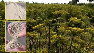 Surendranagar : વરિયાળીનો સારો ભાવ ન મળતા નારાજગી ખેડૂતોમાં, ભાવ વધારવાની માગ, જુઓ Video