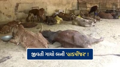 રાજકોટના ઢોરવાડામાં જીવતી ગાયો બની હાડપીંજર, રોજ પાંચથી વધુ ગાયના મોત, દુર્દશા માટે જવાબદાર કોણ ?- Video