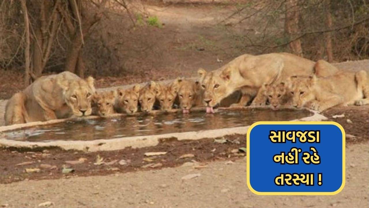 ધોમધખતા તાપમાં હવે ગીરના સાવજો નહીં રહે તરસ્યા, વનવિભાગે તૈયાર કર્યા કૃત્રિમ વોટર પોઈન્ટ્સ- જુઓ Video