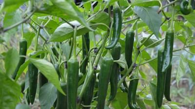 શું તમે જાણો છો કે લીલું મરચું તમારા સ્વાસ્થ્ય માટે કેટલું ફાયદાકારક છે અને ખાસ કરીને ઉનાળામાં તે તમને ઘણી સ્વાસ્થ્ય સમસ્યાઓથી બચાવી શકે છે. લીલા મરચાના પોષણની વાત કરીએ તો વિટામીન A, C ઉપરાંત તેમાં વિટામિન B-1, B-3, B-5, B-6, B-9 વગેરે ઉપરાંત મેગ્નેશિયમ, આયર્ન, પોટેશિયમ વગેરે તત્વો પણ સારી માત્રામાં હોય છે. તેમાં capsaicin નામનું સંયોજન હોય છે જે સમસ્યા ઘટાડવામાં અસરકારક છે.
